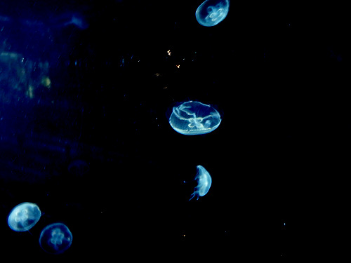 L'Oceanogr&agrave;fic Center.